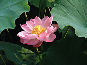 lotus